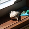 detail, window ledge
