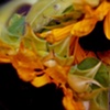 SUNFLOWERS UP CLOSE