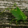GREEN BUG