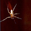 AND ALONG CAME A SPIDER...