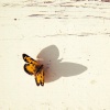 schmetterling schatten (butterfly shade)