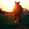 twilight in the pasture