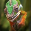 I fell in love with a chameleon