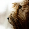 superhuman for a dog