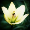 form