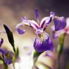wild irises