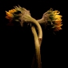 intimate / interwoven / interlaced