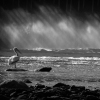 trying to find peace in pelicans and poetry