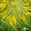 recluse