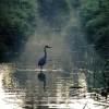 letter to a heron