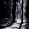 the veil between