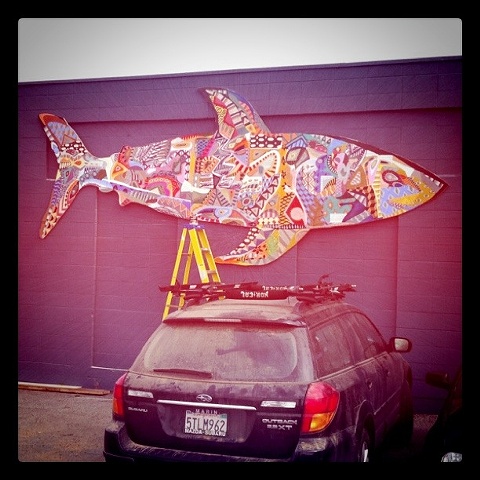Shark 