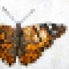 Painted Wings