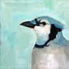 jay