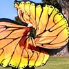 Buttery Fly Wings