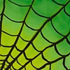 Spider Webs
