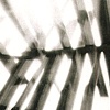 Wigwam 