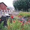 Photo Documentation (Poppies)