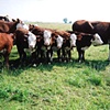 Photo Documentation (Cows)