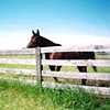 Photo Documentation (Horse)