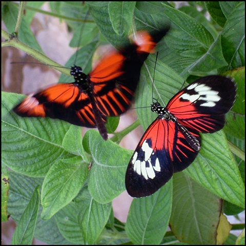 Butterflies