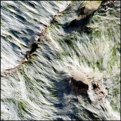 seaweed