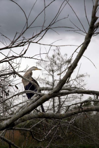 birds and branches, Big Cypress, FL