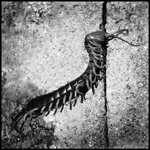 millipede