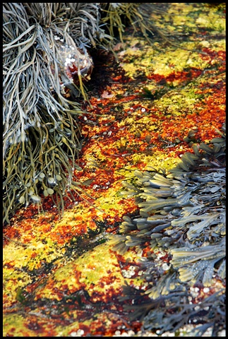 Algae and Seaweed, Maine