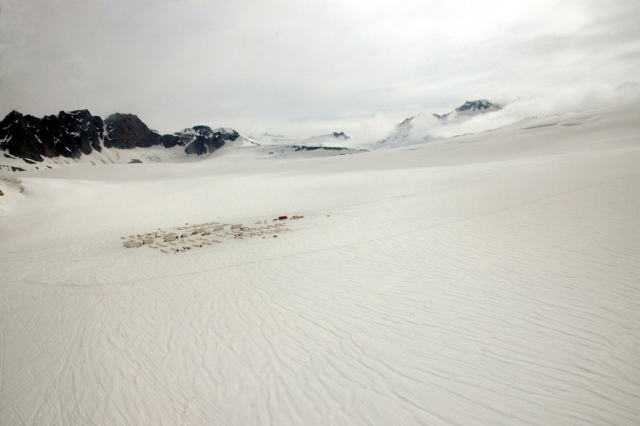 Iditarod dog camp, Mendenhall glacier, Alaska