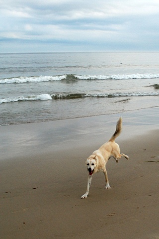 Dog at the beach