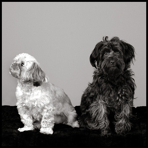 2 dogs