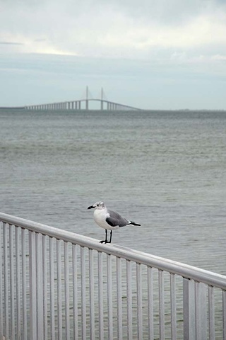 seagull and Sunshine Skyway bridge, FL