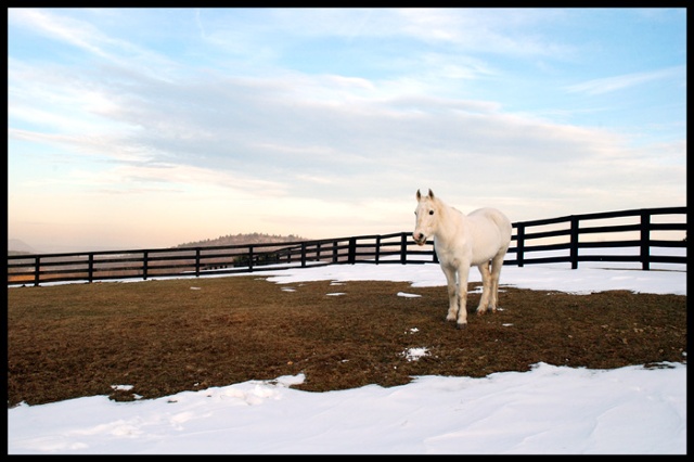White horse in winter, Sherman, CT