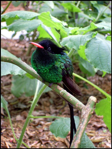 Hummingbird, FL