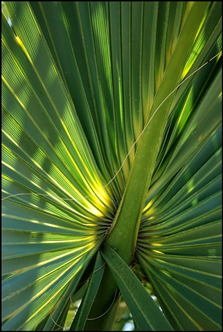 Saw Palmetto leaf, FL