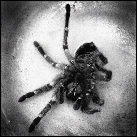 tarantula