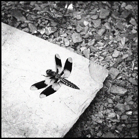dragonfly