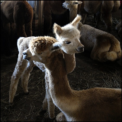 Alpacas, Martha's Vineyard