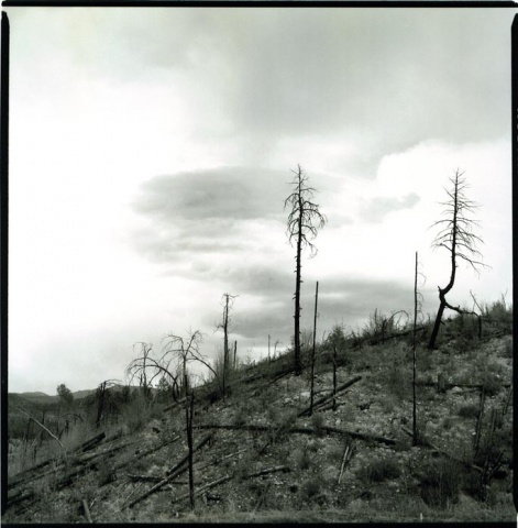burned trees, Prescott AZ
