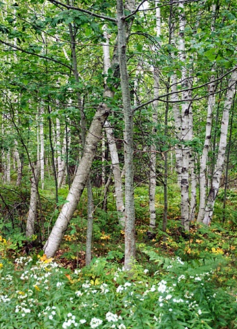 Birches, ME