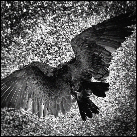 vulture