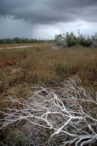 white brush and storm clouds, Everglades, FL