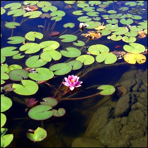 Water lilies, Middletown RI