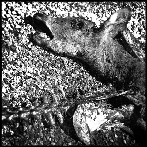 deer 1
