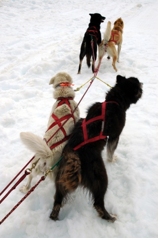 Iditarod Dogs, Mendenhall Glacier, AK