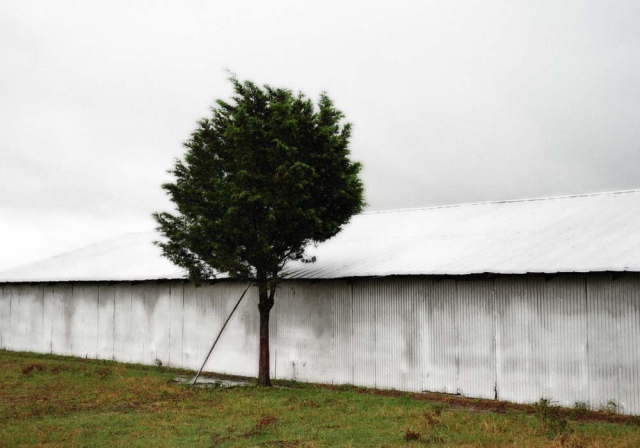 Lone Tree, Round Top, TX