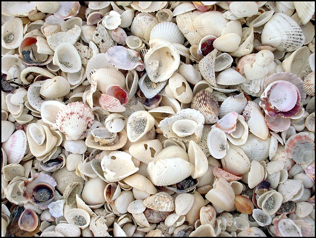 Shells at Sanibel FL