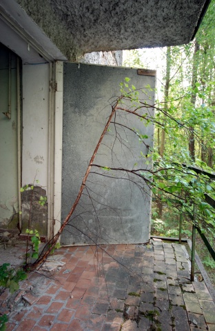 A tree grows 