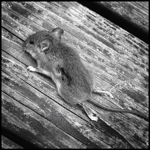 field mouse